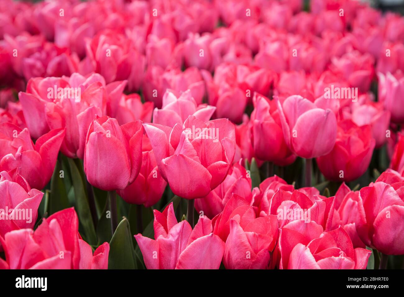 Colourful close up of Pink Tulips garden, Mercer county, New Jersey, USA, spring bulbs in border, tulips garden tulip DT 2020 Stock Photo