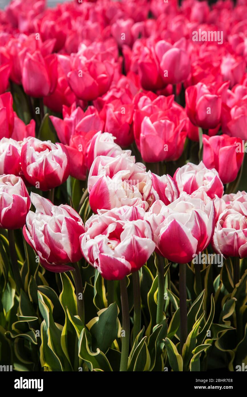 Colourful Pink and white Tulips garden commercial, Mercer County, New Jersey, USA, tulip gardens, vertical spring garden flowers Stock Photo