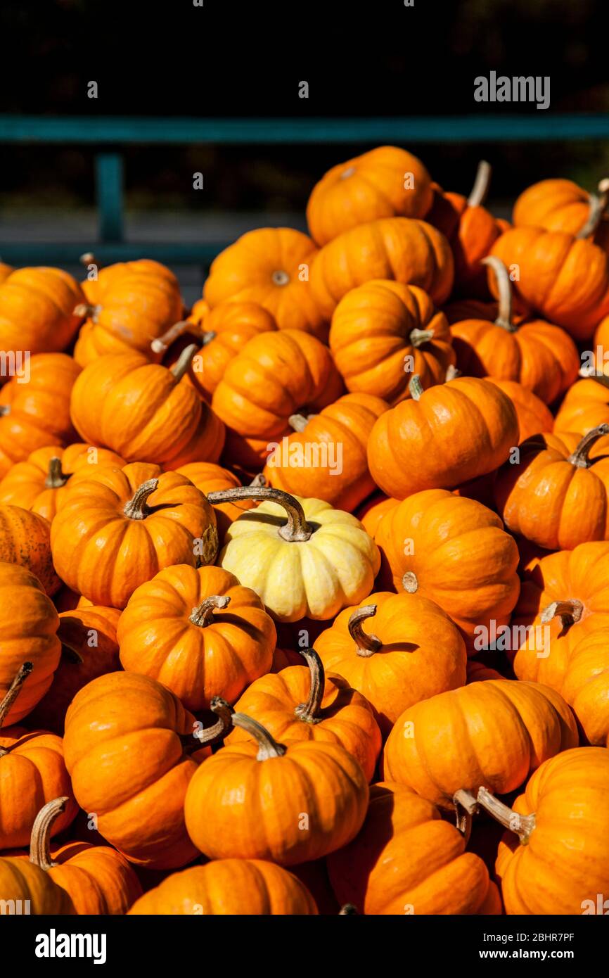 Autumn Sweetie pie, mini pumpkins, sweet dumpling, sweet dumplings, munchkin, jack be little and one white in a basket, New Jersey, USA, Pa images Stock Photo