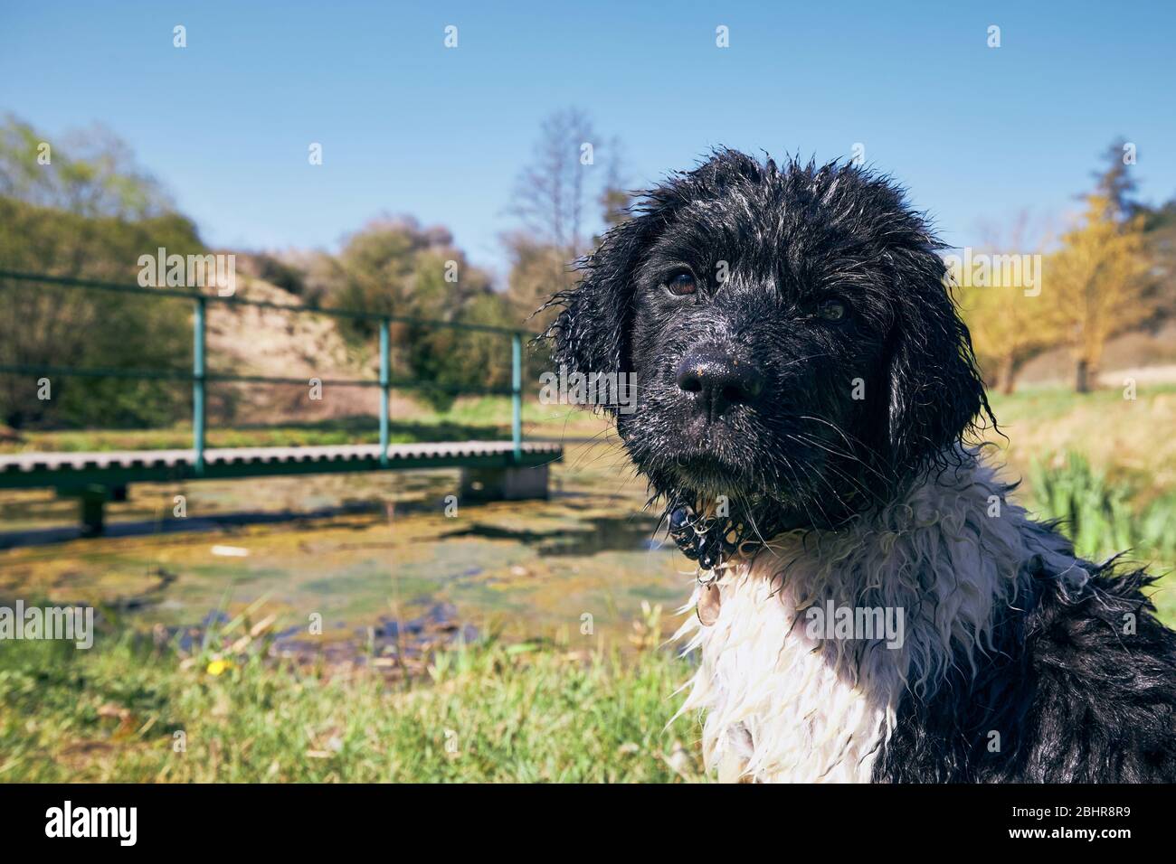 Wet dog sitting on shore of pond. Puppy of Czech mountain dog in spring nature. Stock Photo