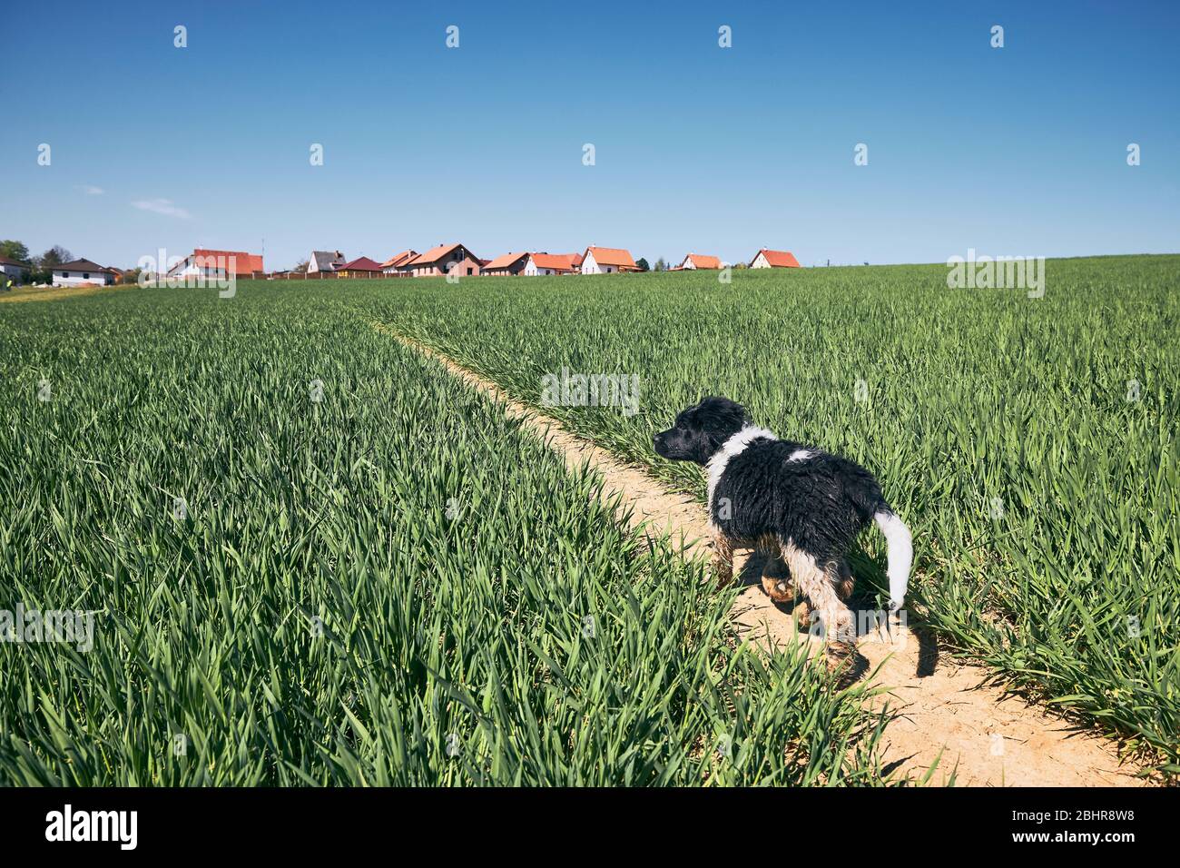 Puppy of Czech mountain dog walking on footpath against village. Stock Photo