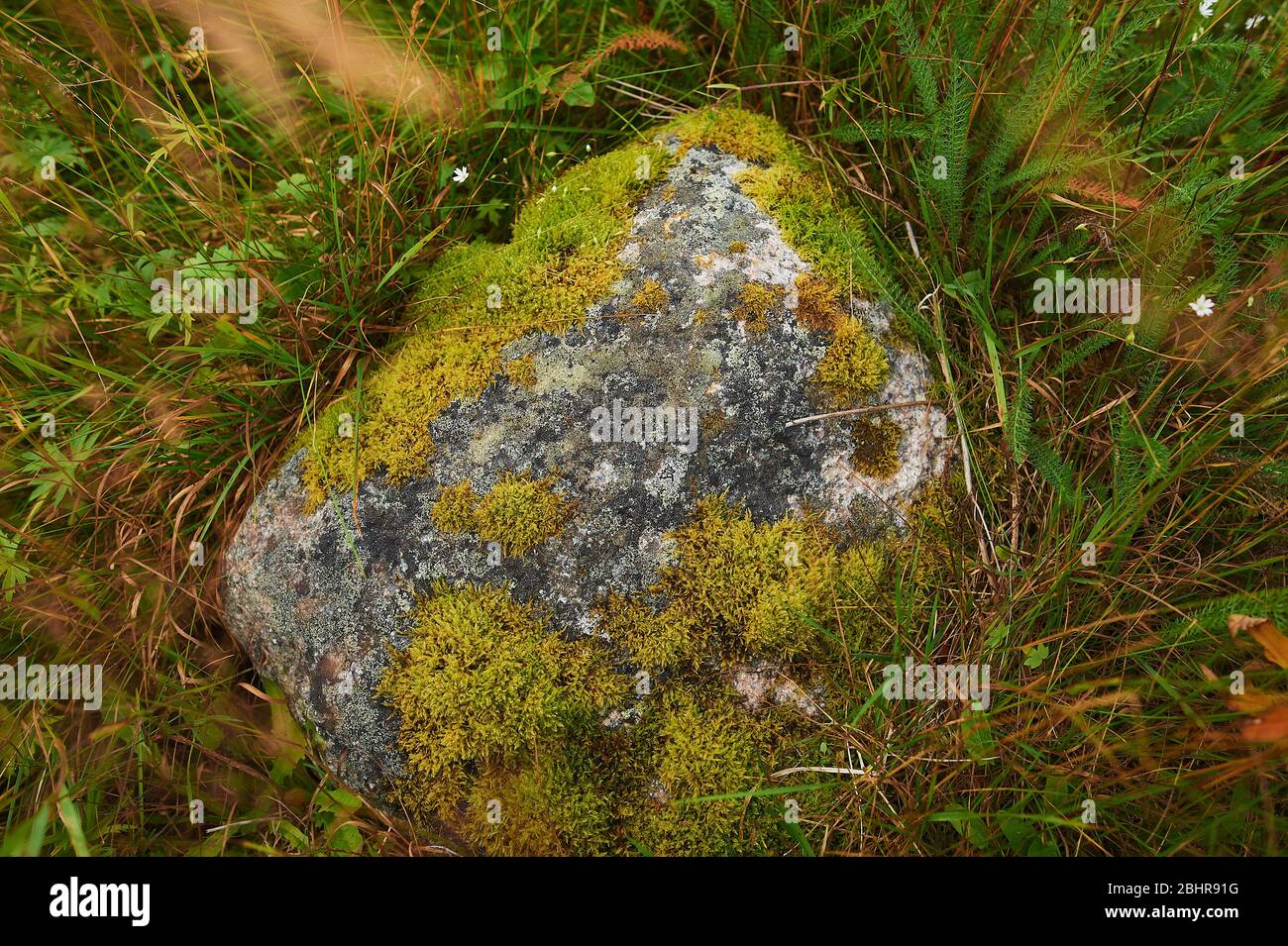 Old gray stone wall with green moss texture background Stock Photo - Alamy
