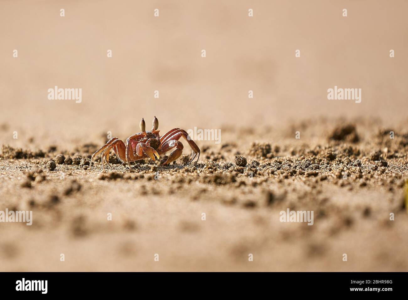 Ghost crab in the sand Stock Photo