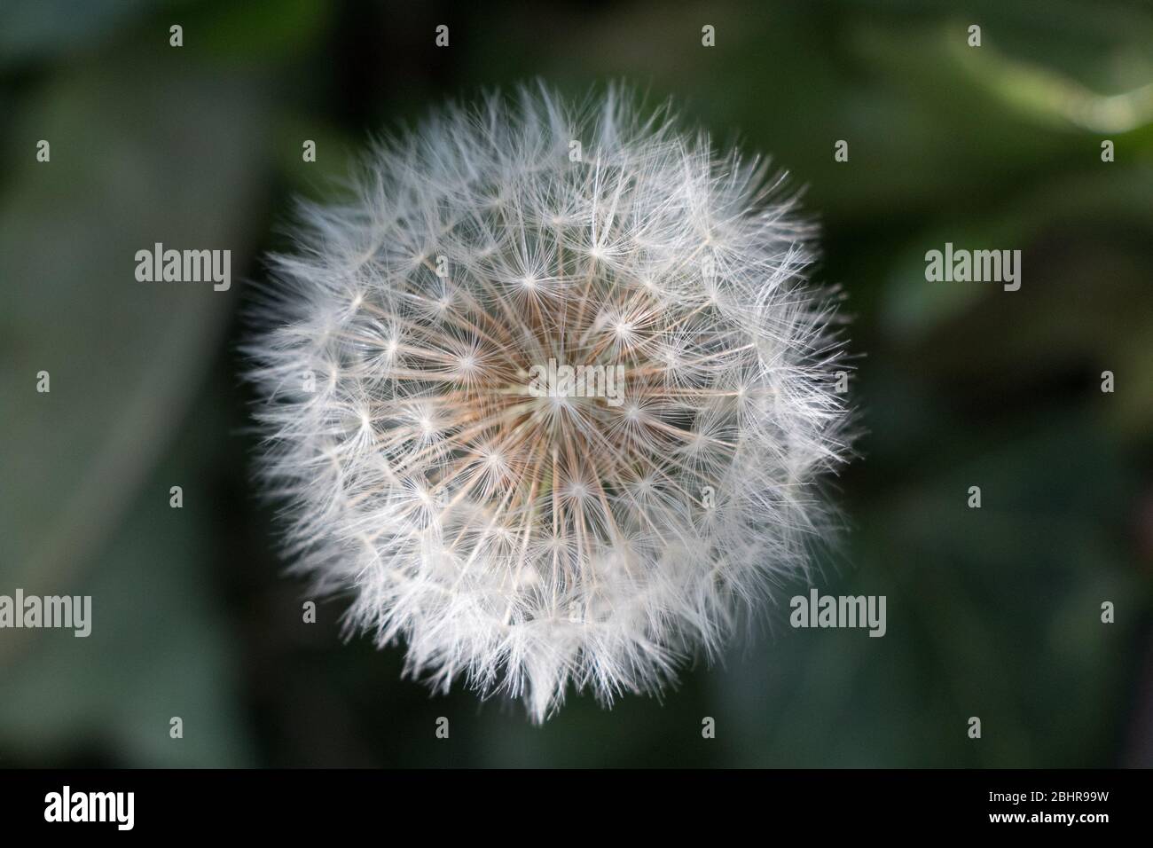 Beautiful dandelion seed head showing off its extremely fine detail. Stock Photo