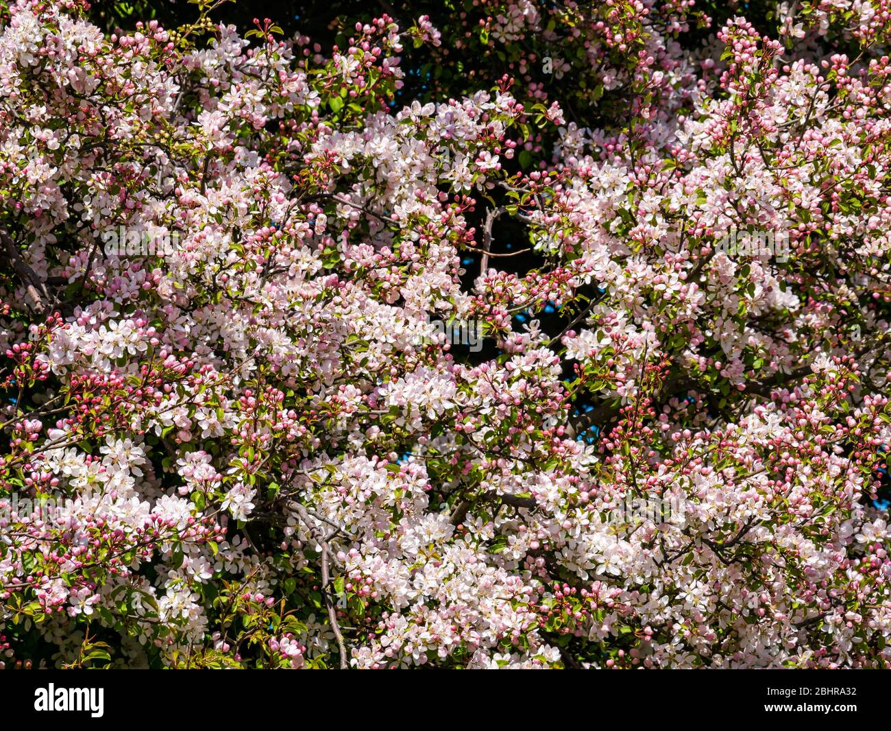 Close up of flowering crab apple tree, Malus sylvestris, with pink buds