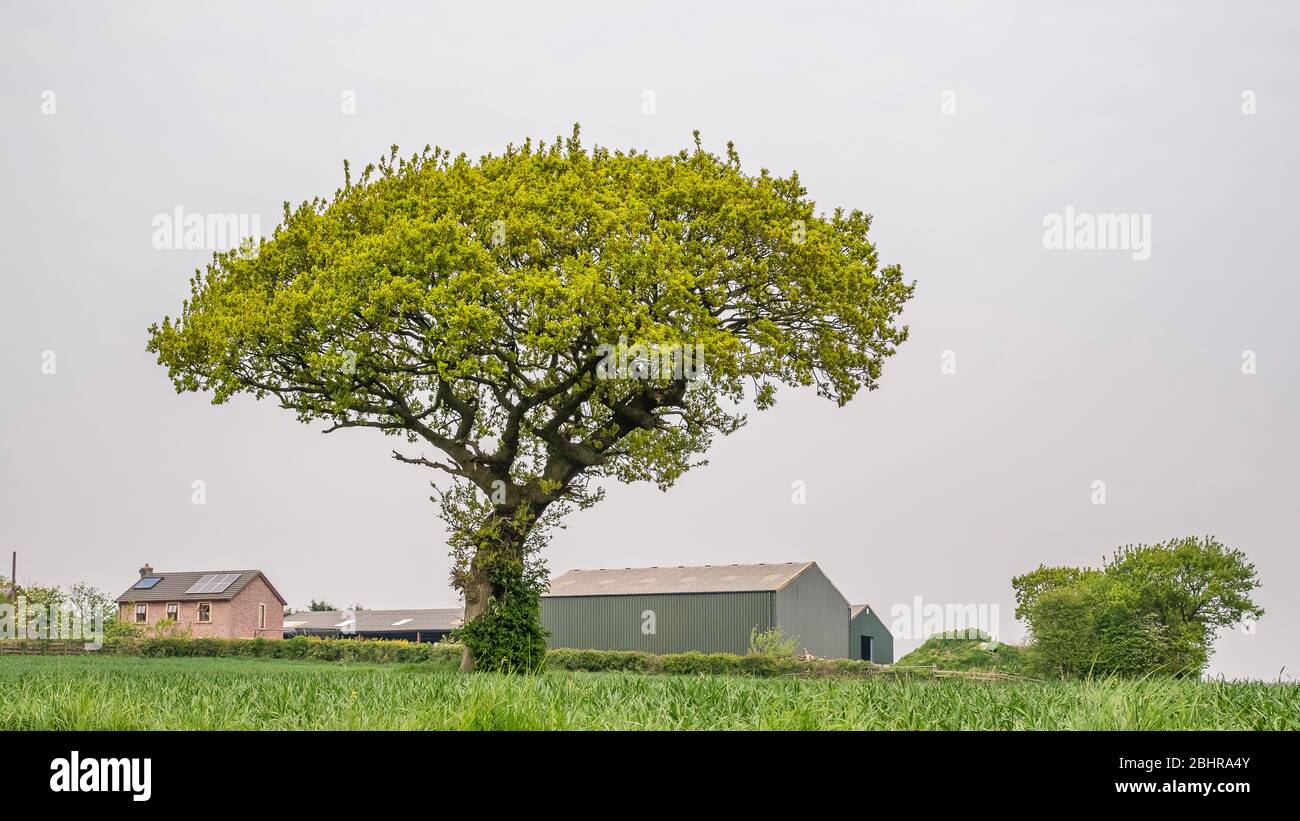 Lone tree in a field with space for text in early spring Stock Photo