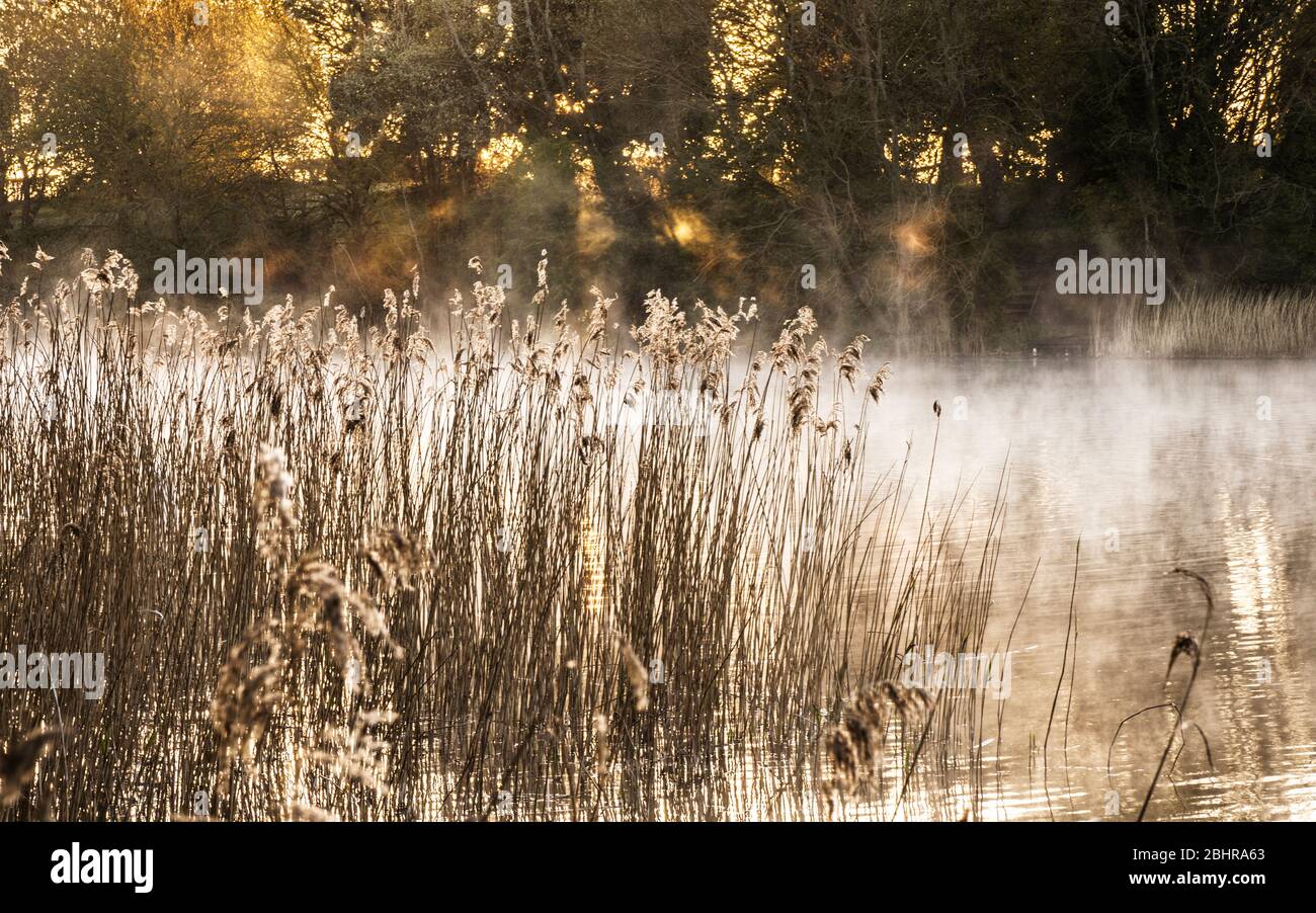 The rising sun filters through the trees and backlights the mist at Coate Water in Swindon. Stock Photo