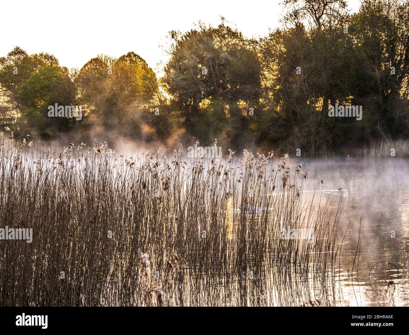 The rising sun filters through the trees and backlights the mist at Coate Water in Swindon. Stock Photo