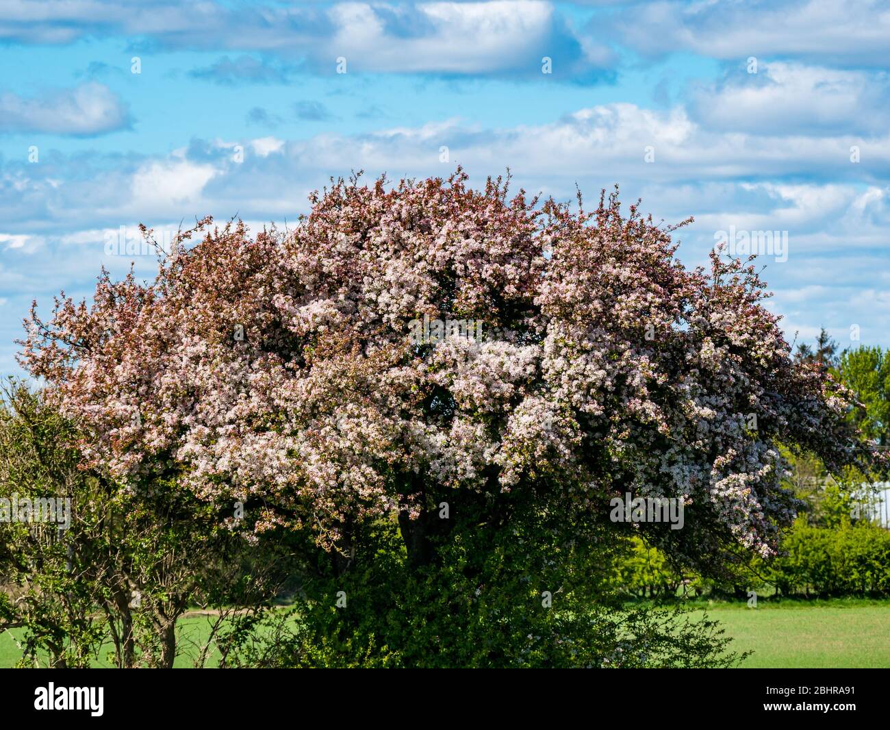 Flowering crab apple tree, Malus sylvestris, with pink buds in sunshine