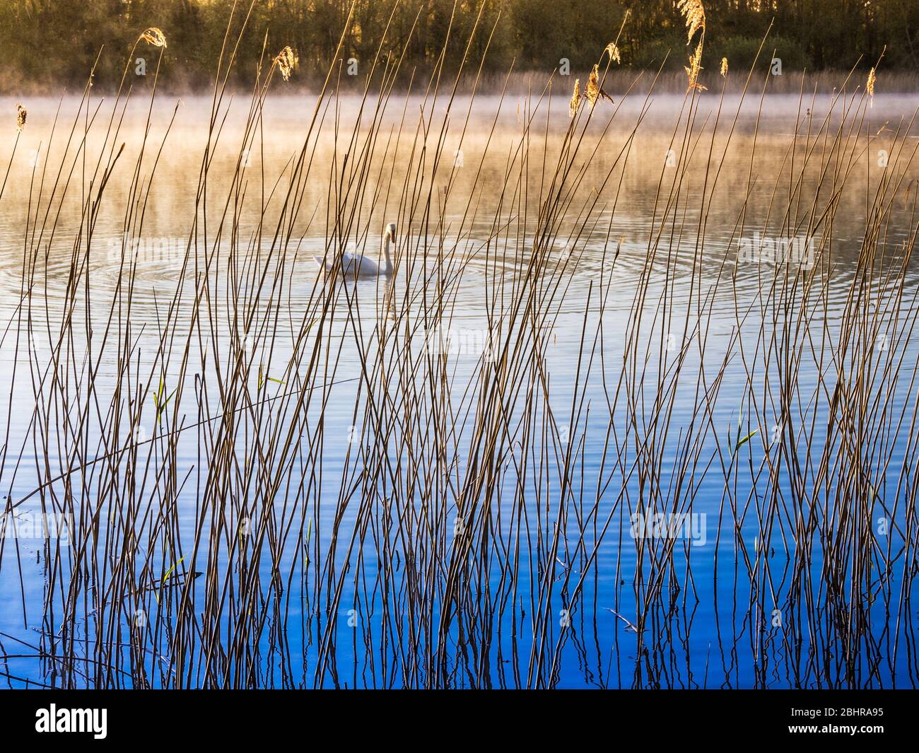 A simple, minimalist image taken through reeds at the edge of a lake on an early misty morning. Stock Photo