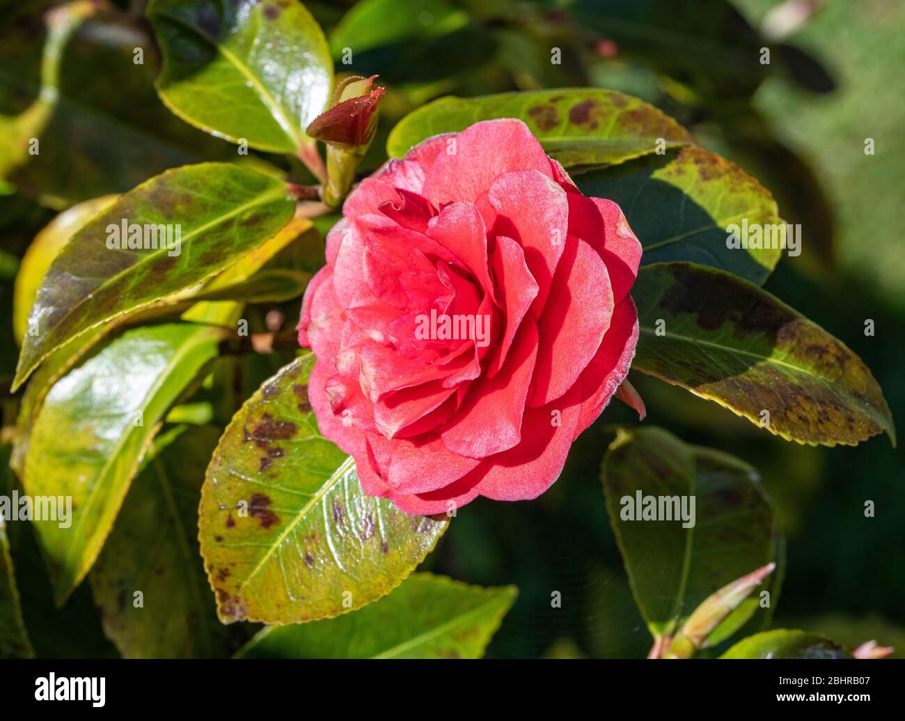 Double flower shrub evergreen spring flowering gardening pink flower hi