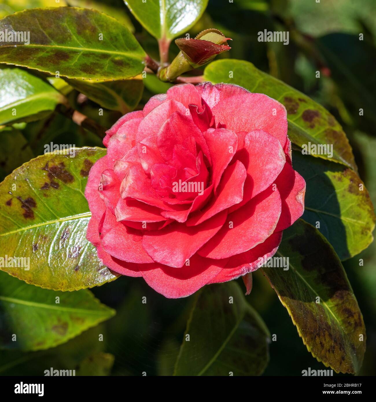 Red Camellia Flower High Resolution Stock Photography and Images Alamy
