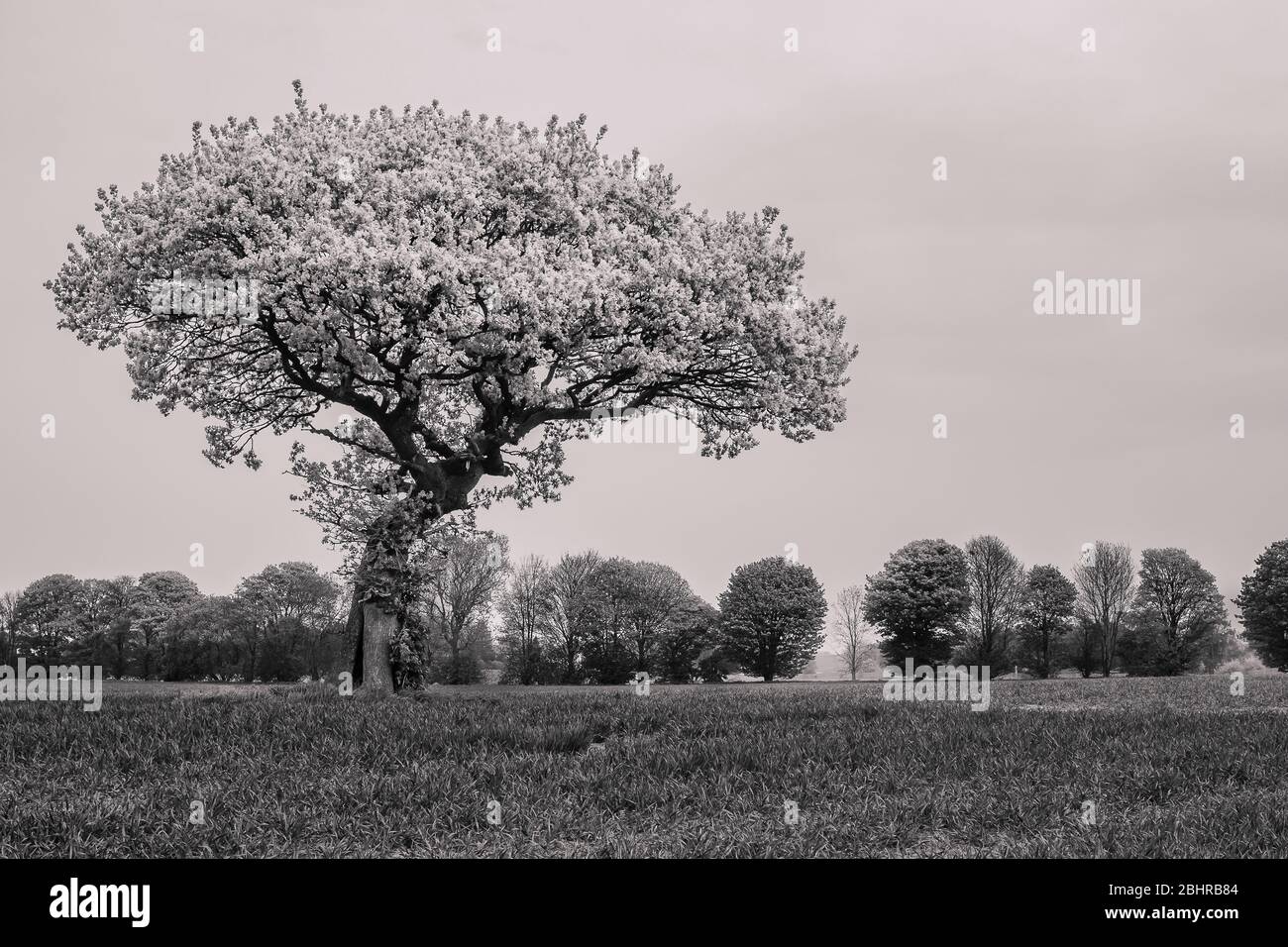 Lone tree in a field with space for text in early spring Stock Photo