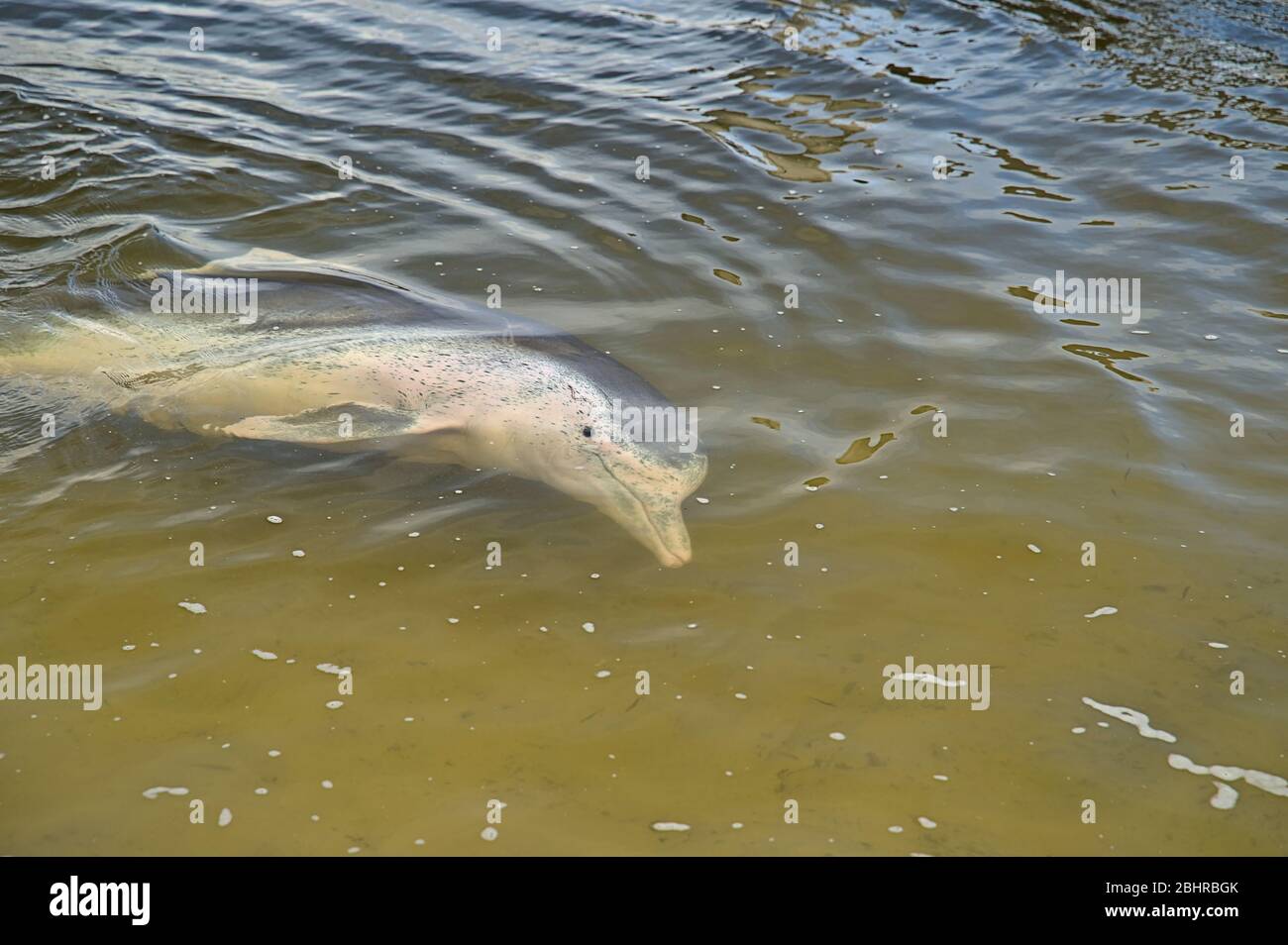 Wild dolphins in Tin Can Bay harbour Stock Photo Alamy