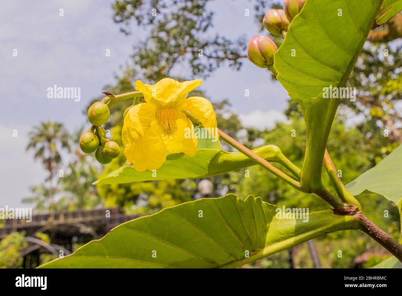 Beautiful tropical yellow flowers and buds in the Perdana Botanical Gardens in Kuala Lumpur