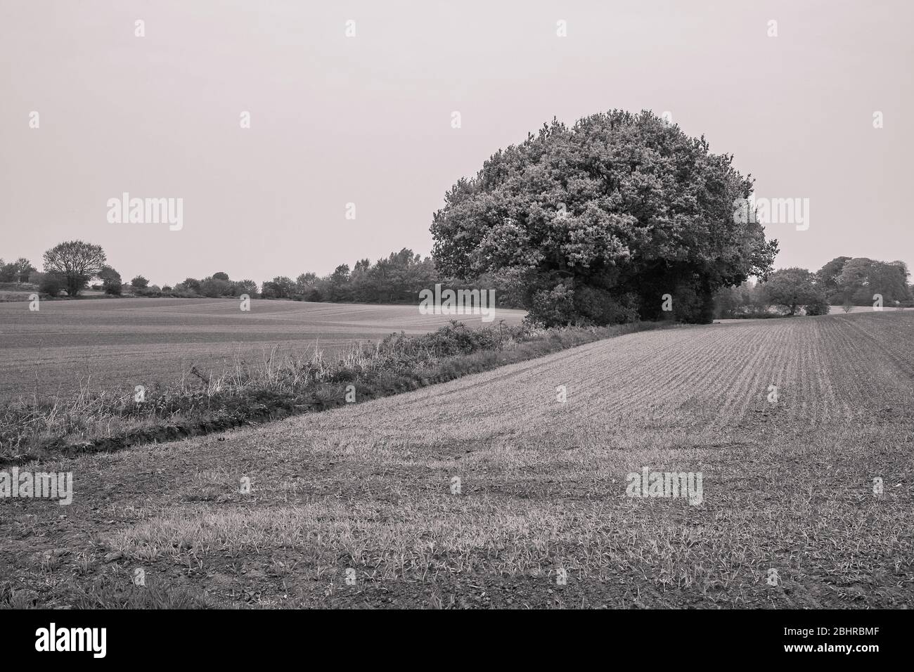 Lone tree in a field with space for text in early spring Stock Photo