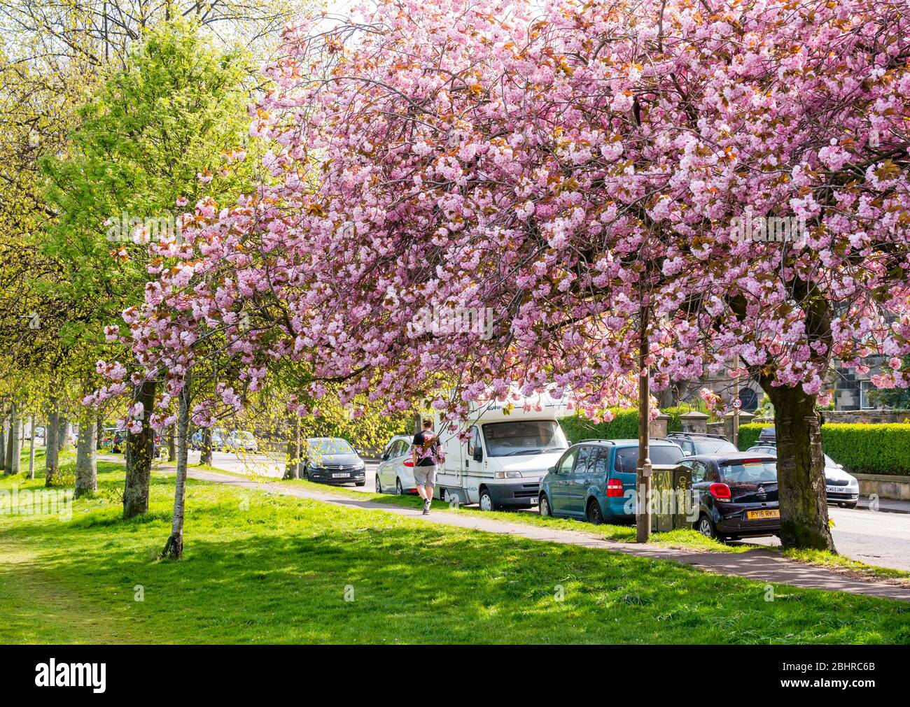 Pink cherry tree blossom in Spring sunshine, Leith Links, Edinburgh, Scotland, UK Stock Photo