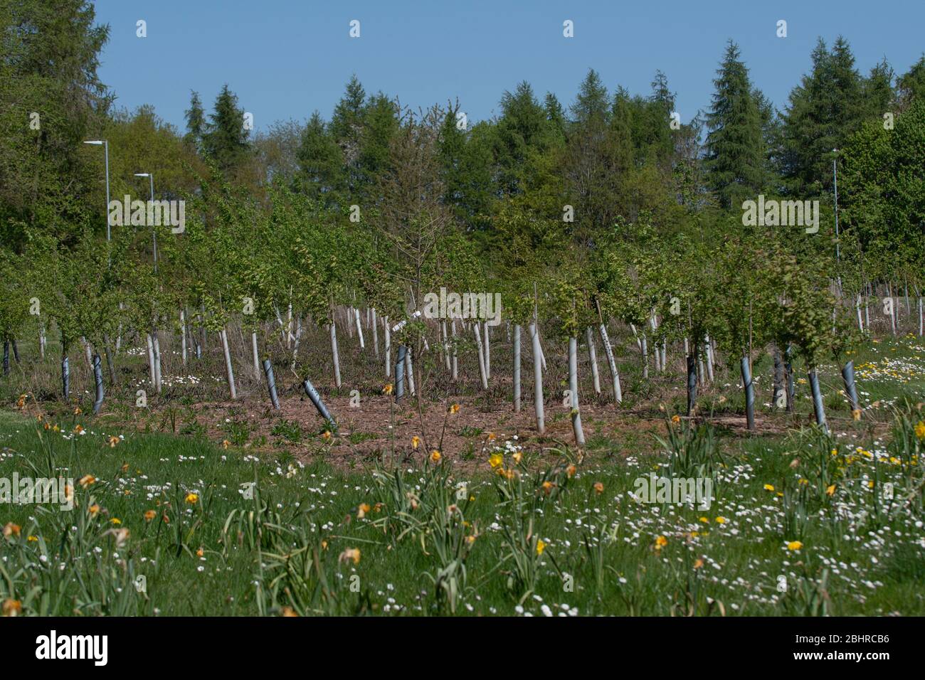newly planted young trees Stock Photo Alamy