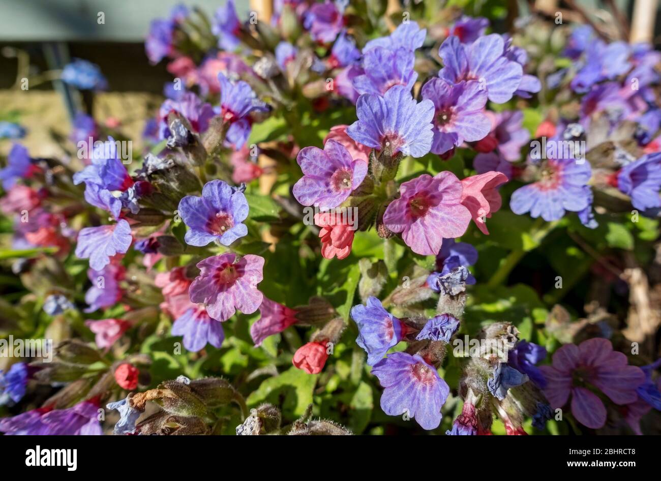 Close up of blue purple and pink pulmonaria officinalis lungwort flower flowering flowers in a spring garden England UK United Kingdom Great Britain Stock Photo