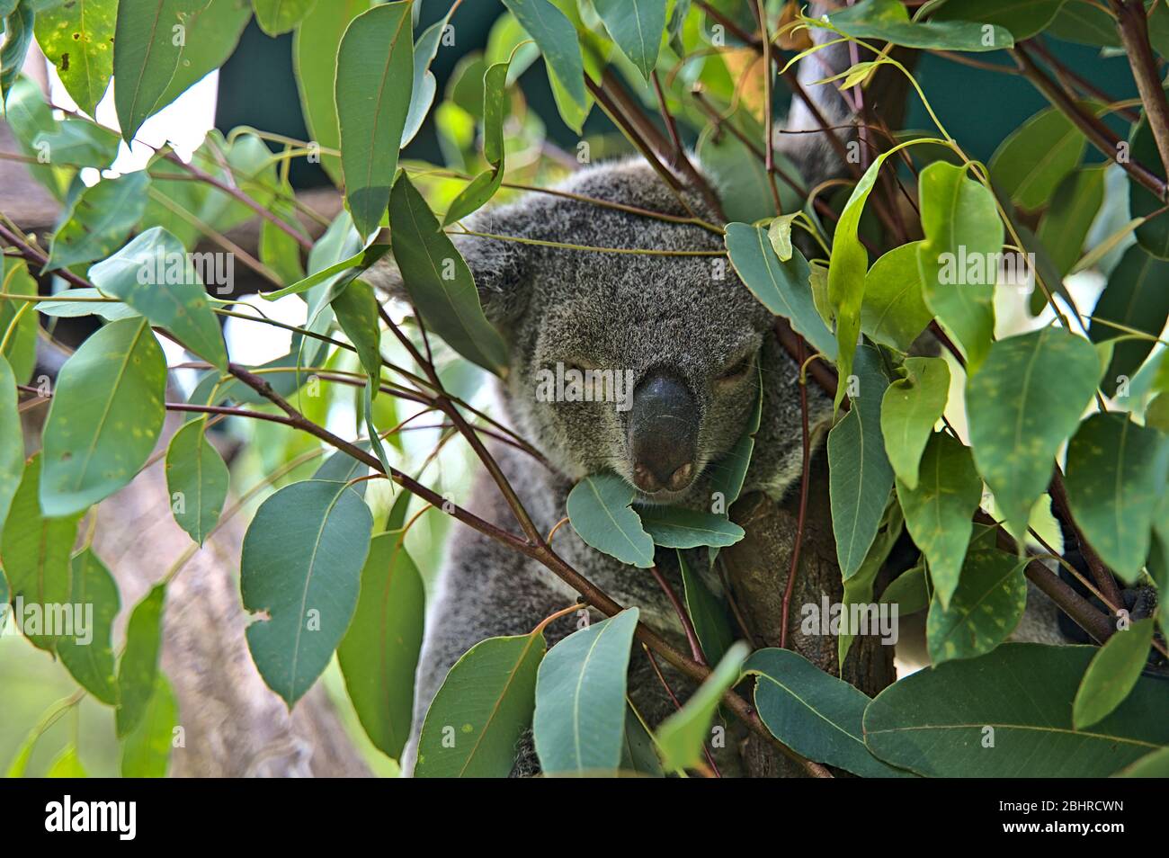 Koala bear in Australia on a tree Stock Photo - Alamy