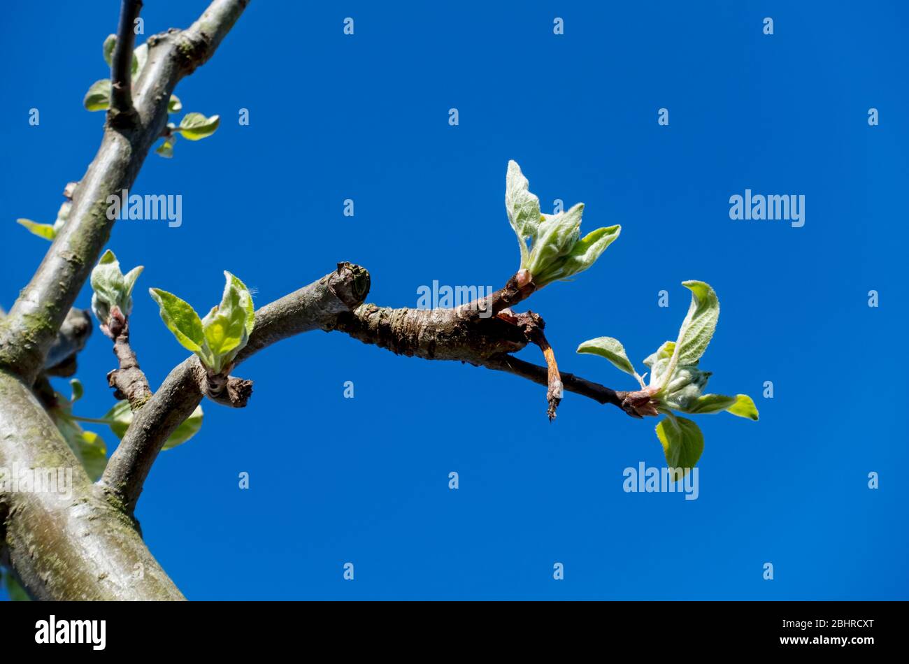 Close up of green new shoots buds on branch of Charles Ross apple tree in spring against bright blue sky England UK United Kingdom GB Great Britain Stock Photo