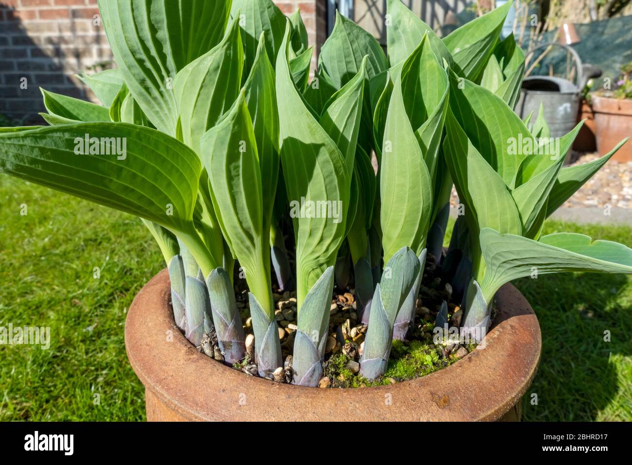 Close up of new green shoots growing of hosta plant in spring in clay terracotta pot in the garden England UK United Kingdom GB Great Britain Stock Photo