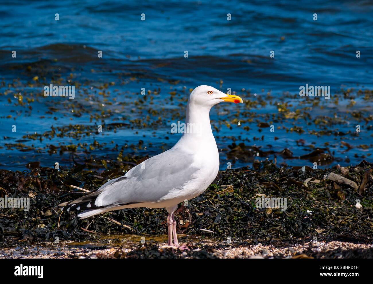 Close up of a herring gull, Larus argentatus, on seaweed shoreline, East Lothian, Scotland, UK Stock Photo