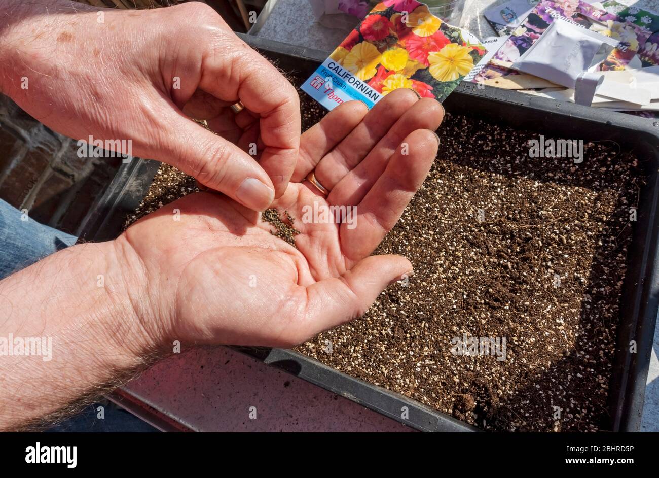 Close up of man sowing planting californian poppy seeds from a packet into potting compost in seed tray in spring England UK United Kingdom Britain Stock Photo