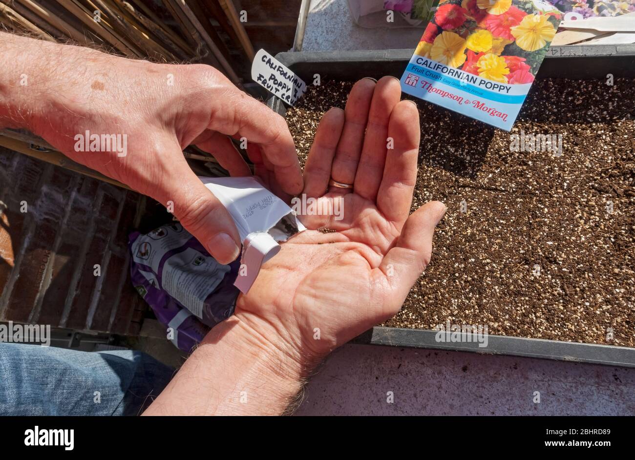 Close up of man person sowing planting californian poppy seeds from a packet in potting compost in seed tray in spring England UK United Kingdom Stock Photo