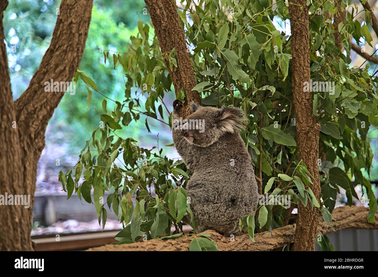 Koala bear in Australia on a tree Stock Photo Alamy