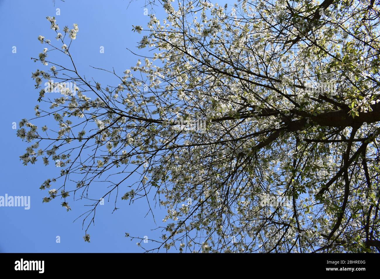 white blooming wild cherry trees Stock Photo