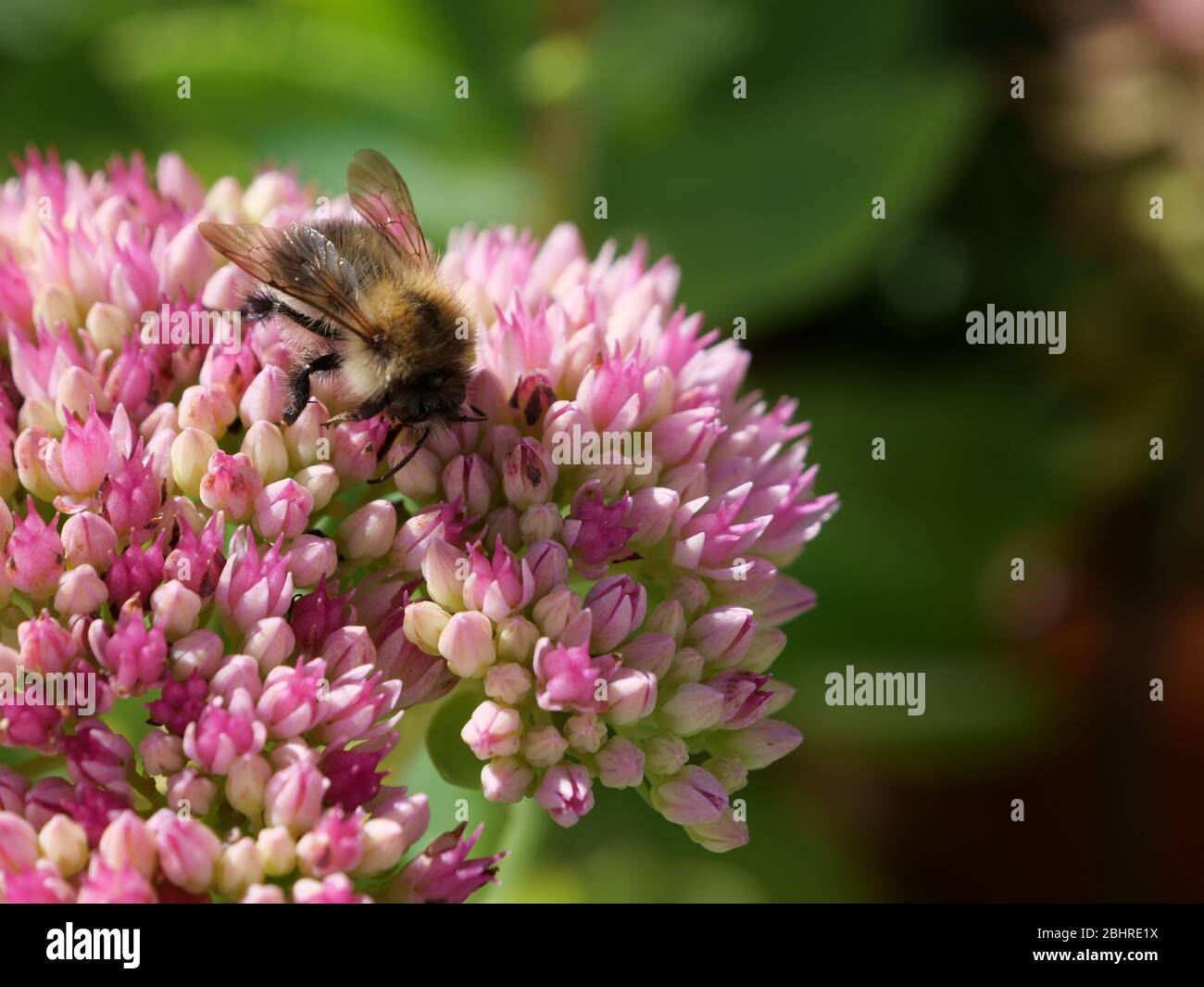 Bees & Bumble Bees Pollinating Pink Sedum Hylotelephium Stock Photo - Alamy