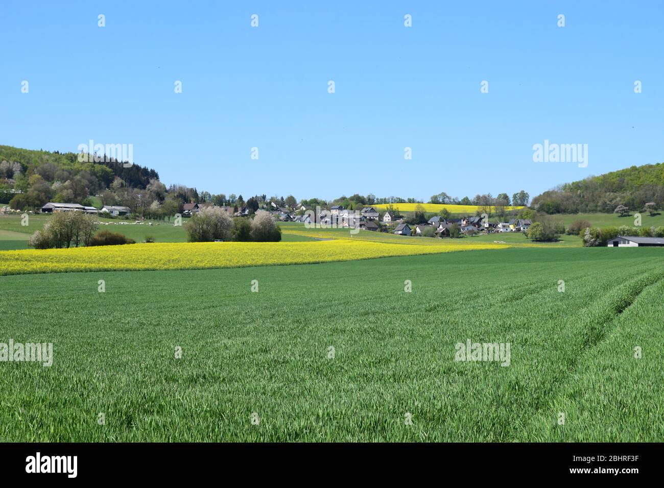the yellow spring fields in the Eifel Stock Photo - Alamy