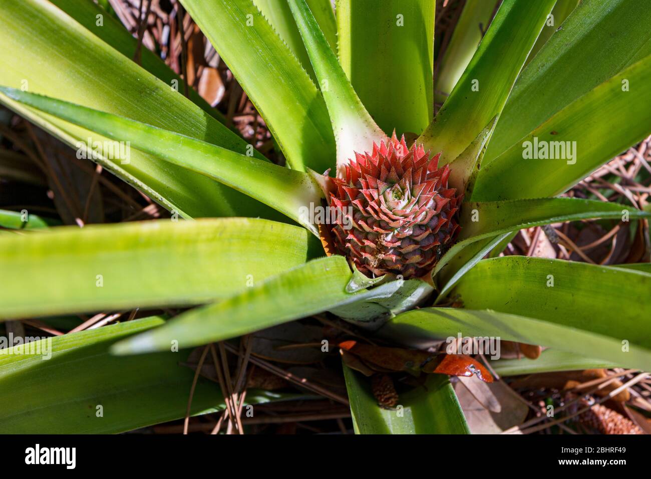 Pineapple plant beginning to set fruit in home garden Stock Photo