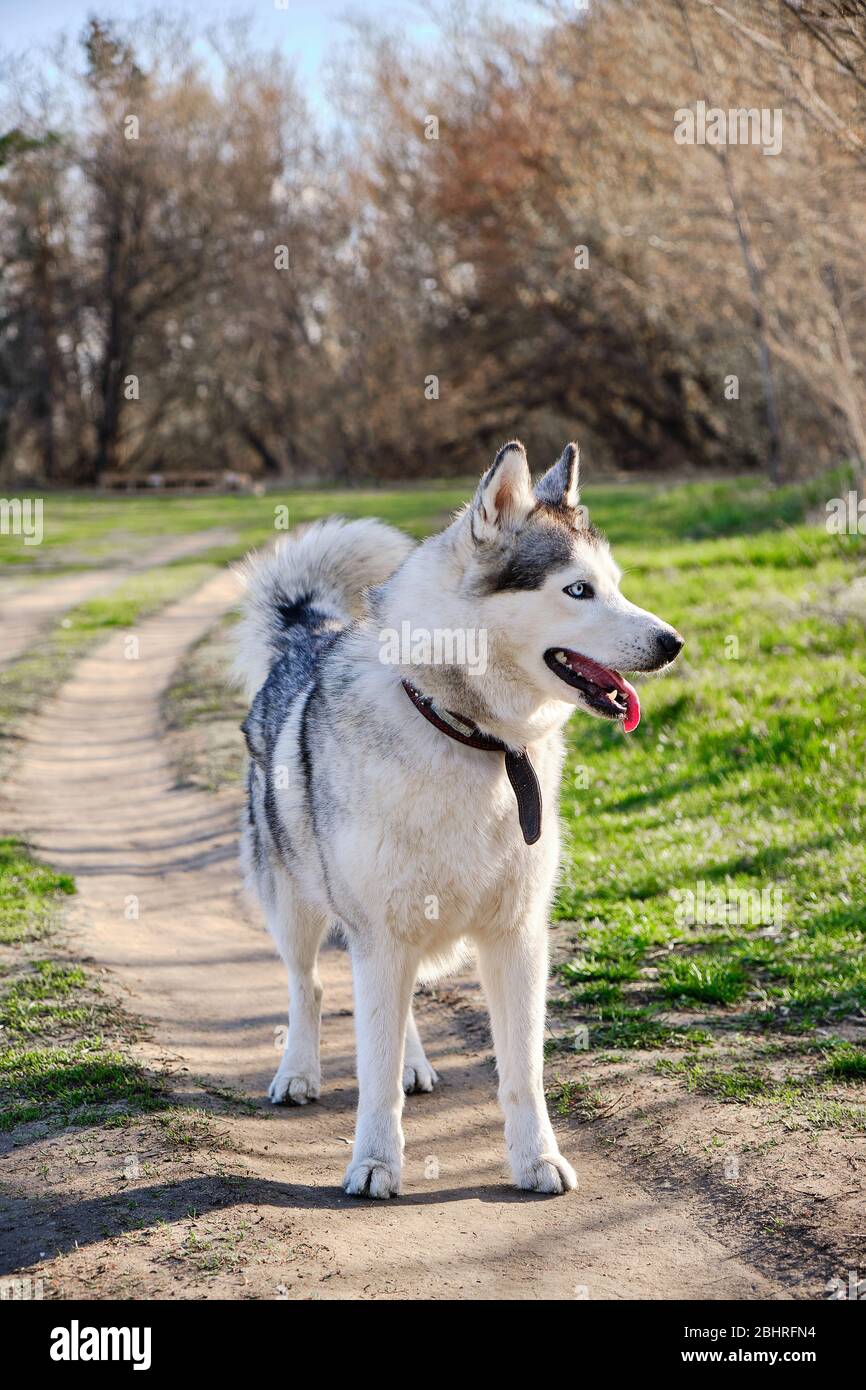 purebred husky