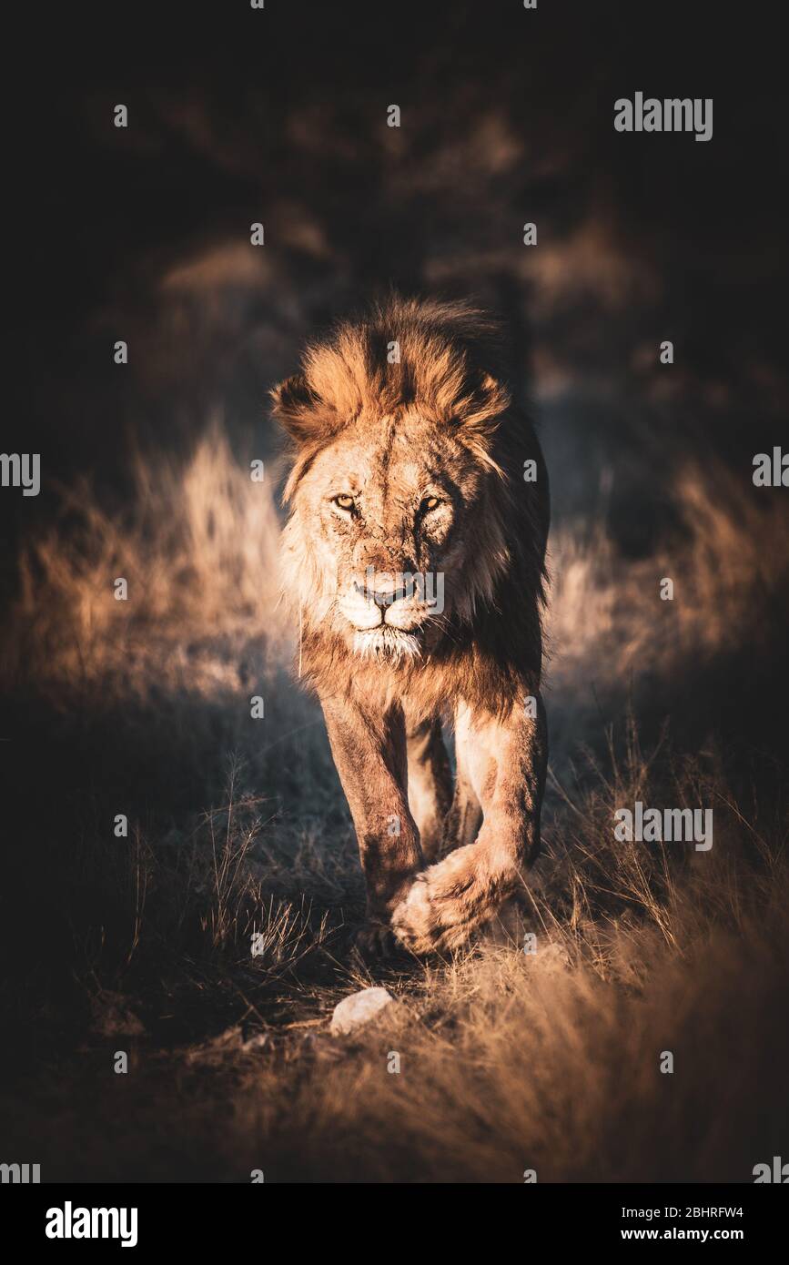 2017 African Lion High Resolution Stock Photography and Images - Alamy