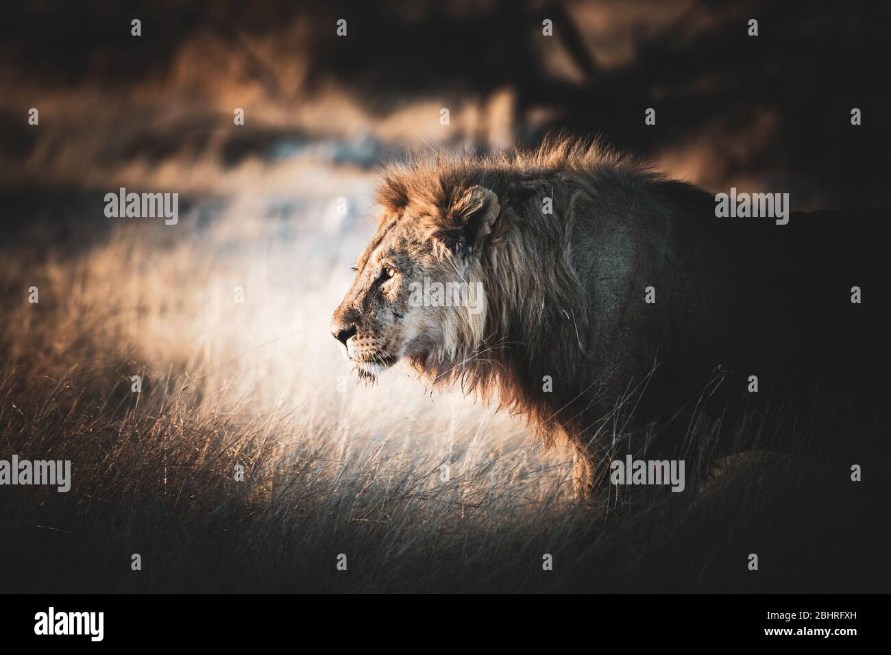 2017 African Lion High Resolution Stock Photography and Images - Alamy