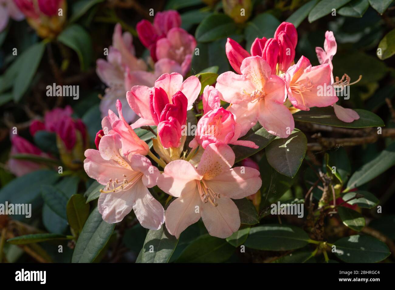 Rhododendron 'Percy Wiseman' plant with peachy pink colour flowers or blooms in late April, UK Stock Photo