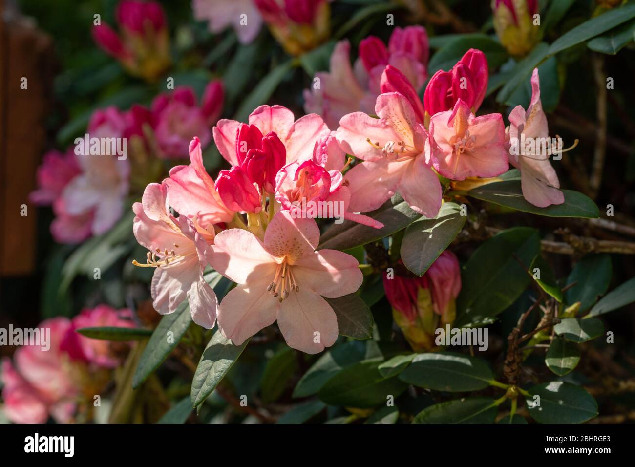 Rhododendron 'Percy Wiseman' plant with peachy pink colour flowers or blooms in late April, UK Stock Photo