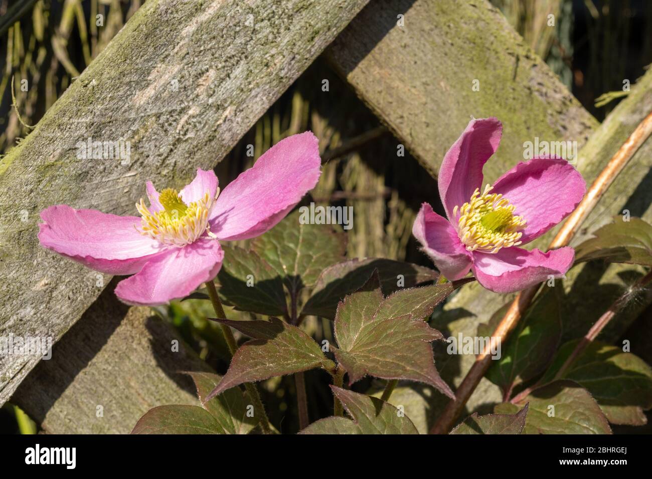 Clematis montana with pretty pink flowers growing up a trellis during April, late Spring, UK, also called mountain clematis or Himalayan clematis Stock Photo