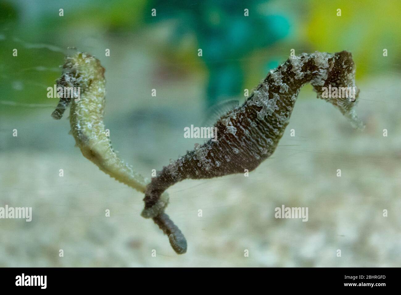 Морские коньки стая. Морской конек картинка. Рыба морской конек. "морской конек" "шахматный дебют". Длиннорылый европейский морской конек hippocampus hippocampus.