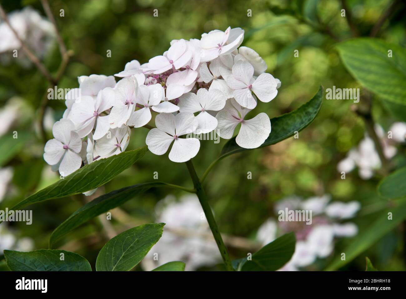 hydrangea macrophylla lanarth white Stock Photo