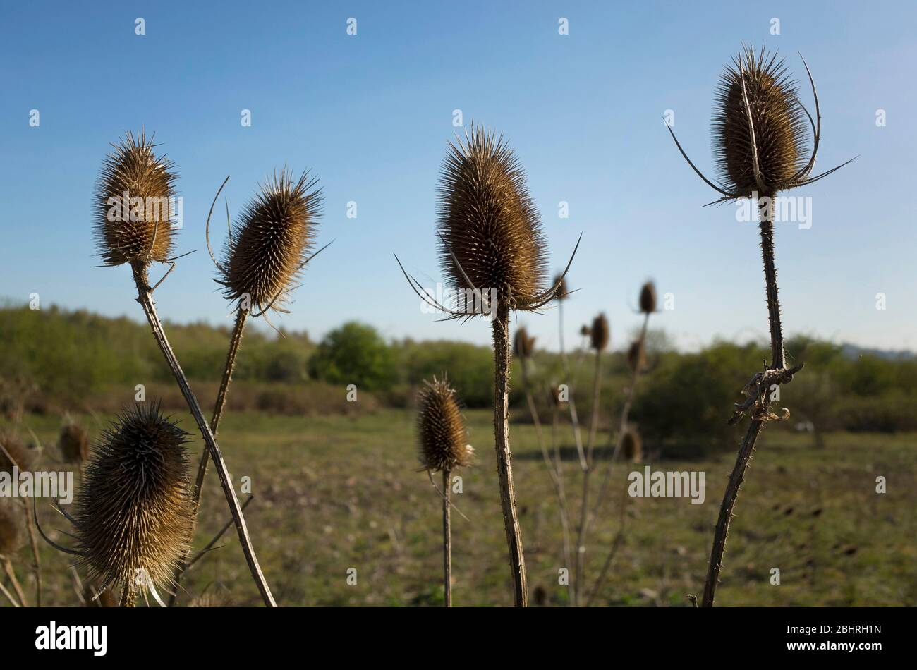 Group of brown thistles in foreground, field in background. Kent, England. Stock Photo