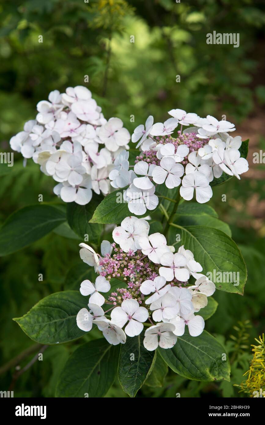 hydrangea macrophylla lanarth white Stock Photo