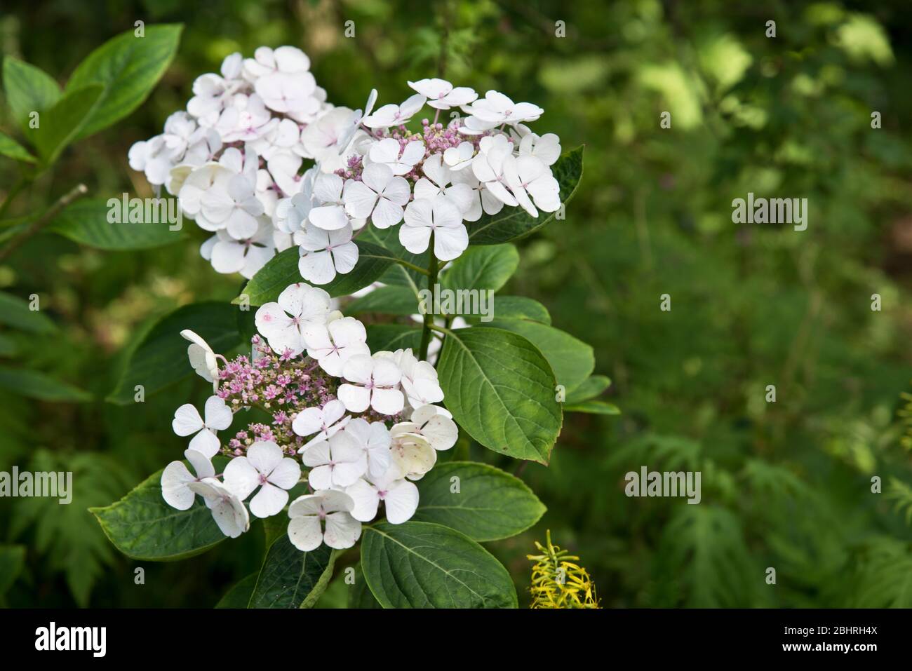 hydrangea macrophylla lanarth white Stock Photo