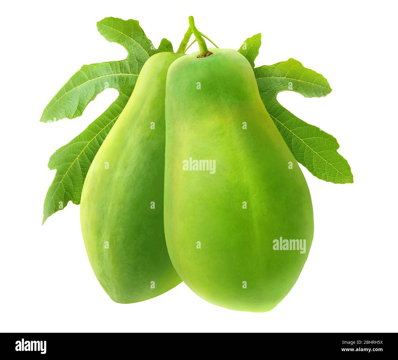 Isolated papaya fruits. Two green papayas on a branch with ieaves isolated over white background Stock Photo