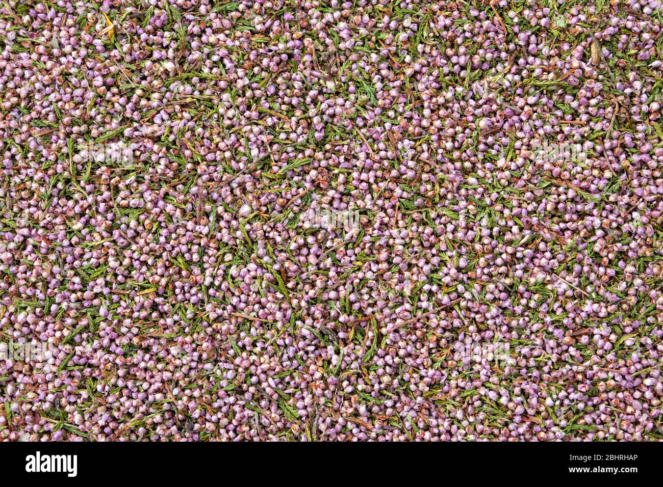 Healthy heather. Background of dry heath flowers. Top view. Herbal medicine. Stock Photo