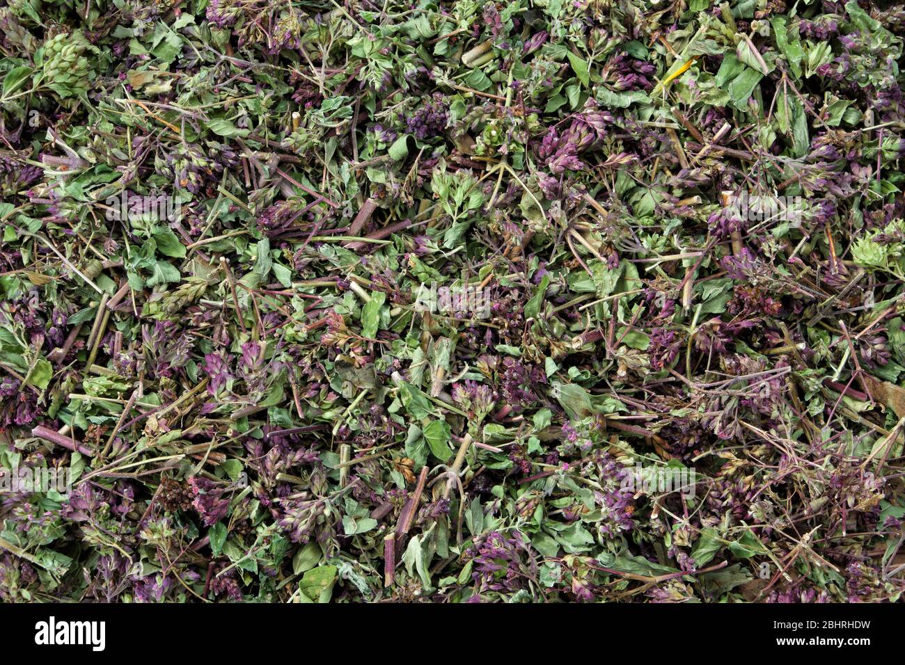 Dry healthy Origanum vulgare plants. Background of wild marjoram flowers.. Top view. Herbal medicine. Stock Photo