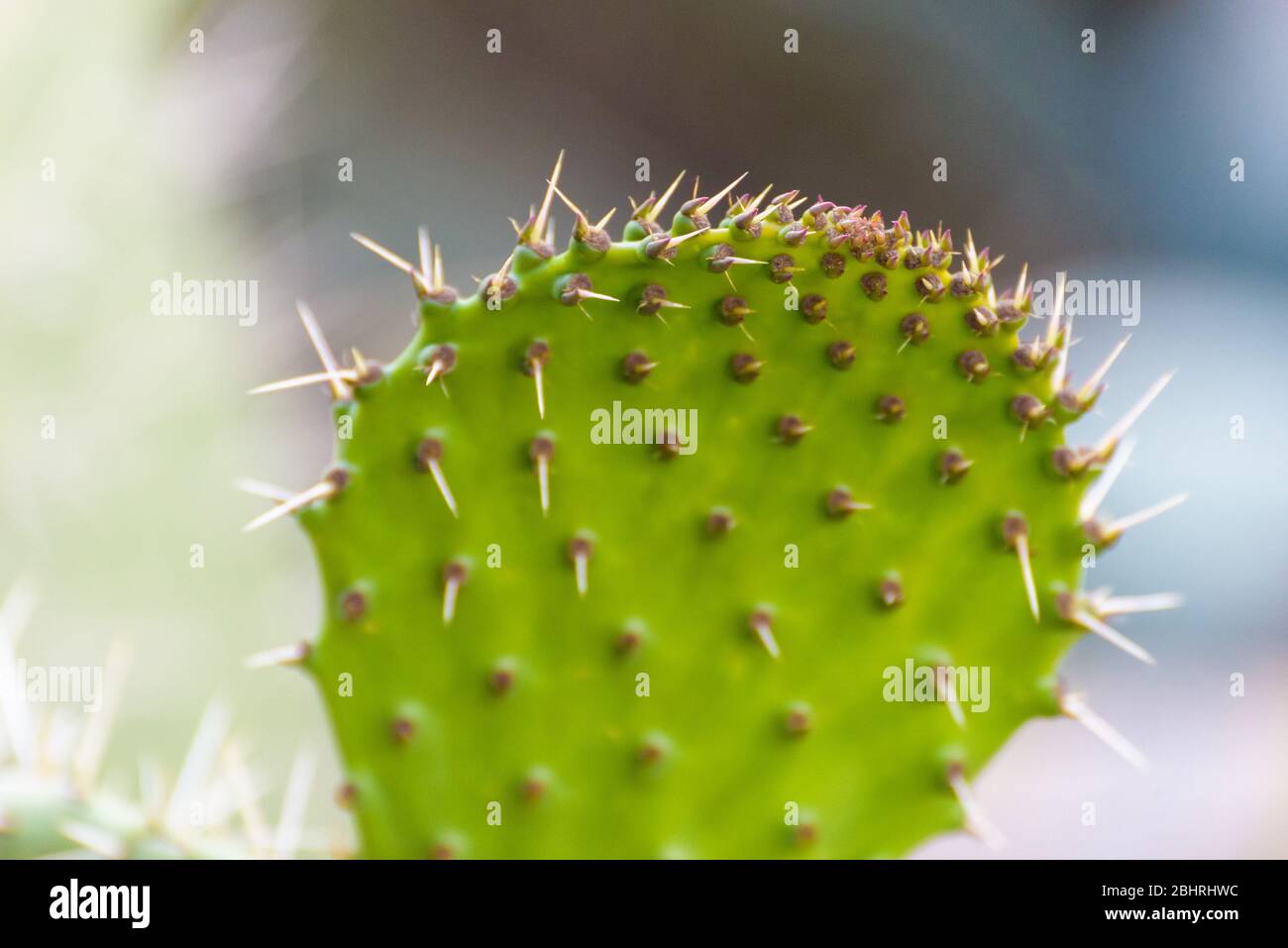 Close up on a thorny green prickly pears leaf (Opuntia ficus indica) or Barbary fig, a cactus with red, green and yellow fruit with succulent flesh. Stock Photo