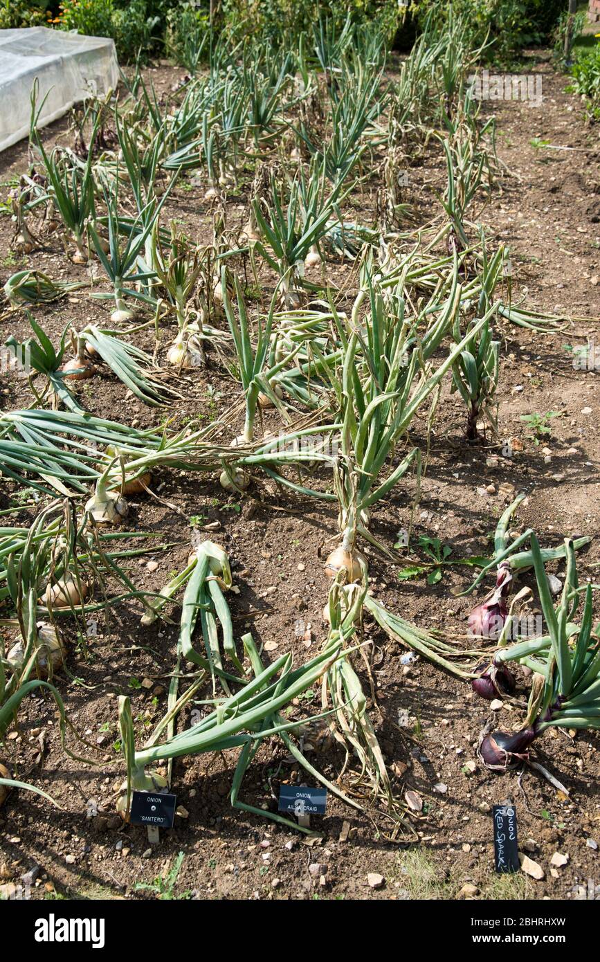Rows of maturing onions begining to ripen Stock Photo